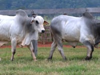 Lote 130 E 131