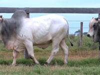 Lote 148 E 149