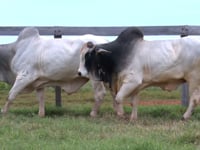 Lote 150 E 151