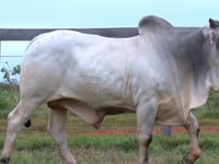 Lote 147