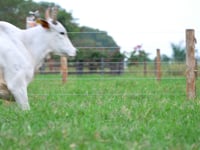 Lote 96
