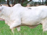 Lote 116