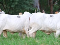 Lote 118