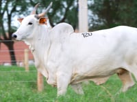 Lote 120
