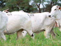 Lote 119