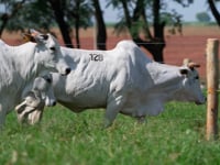 Lote 128