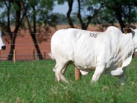 Lote 138