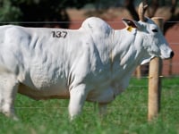 Lote 137