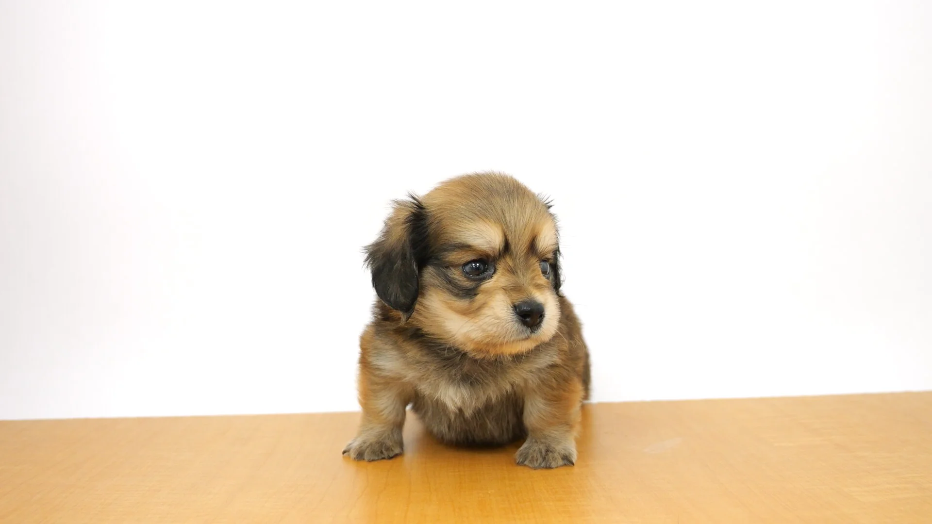 ハーフ犬（チワックス） セーブル 男の子 アリオ西新井店
