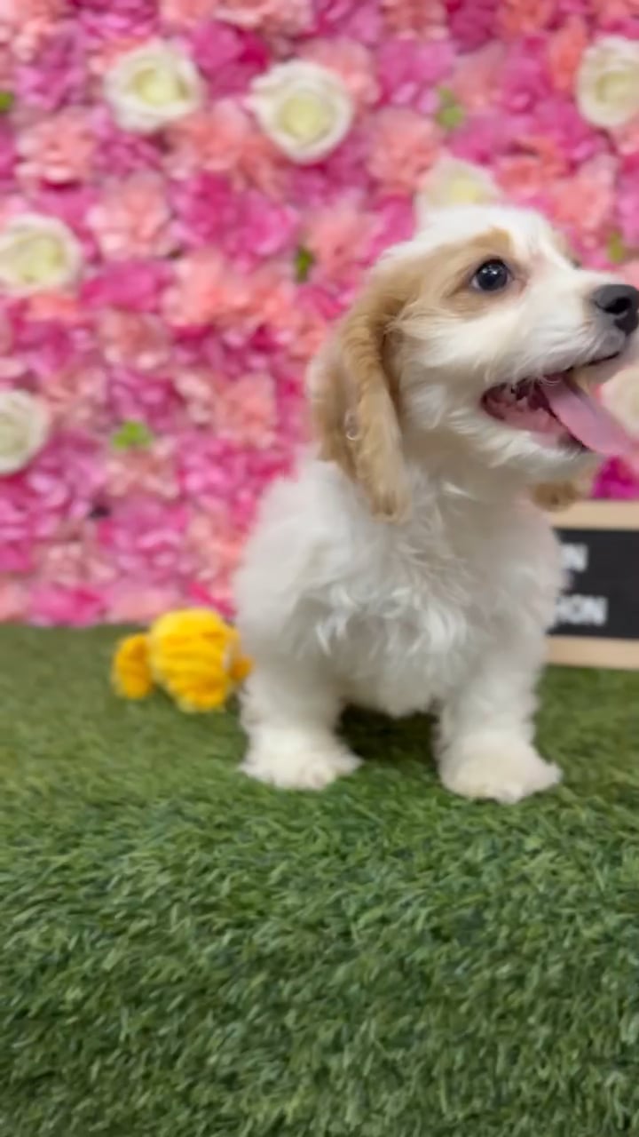 Male Cavachon puppy named Dunkin for sale at Pet Express Braintree. video thumbnail