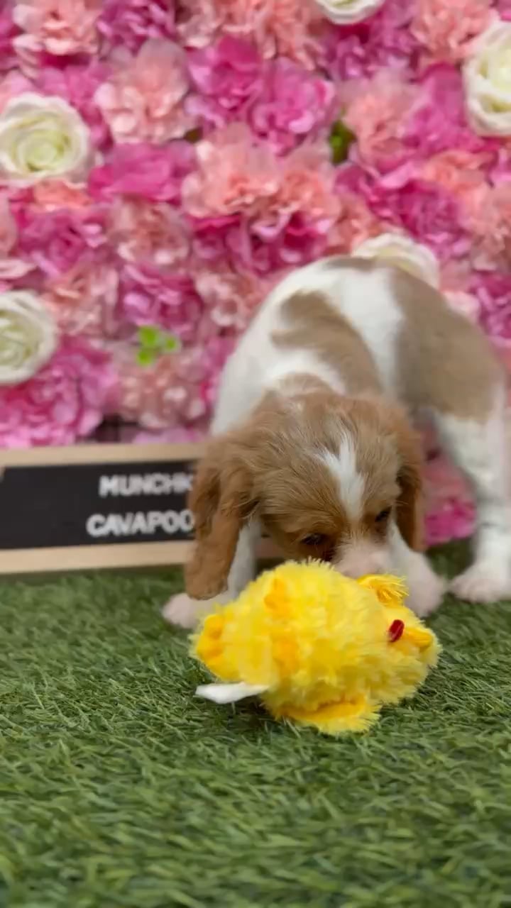 Female Cavapoo puppy named Munchkin for sale at Pet Express Braintree. video thumbnail
