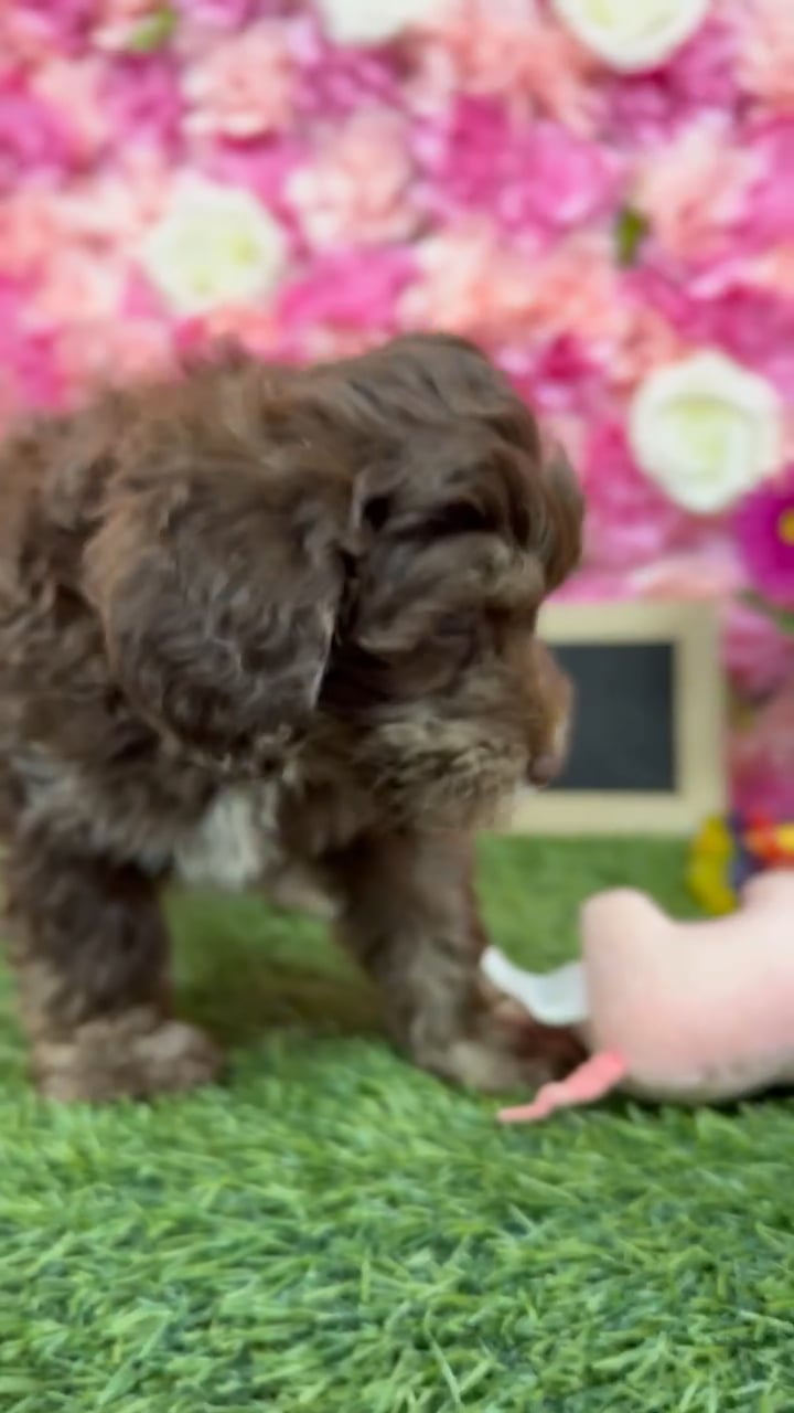 Male Havapoo puppy named Snickers for sale at Pet Express Braintree. video thumbnail