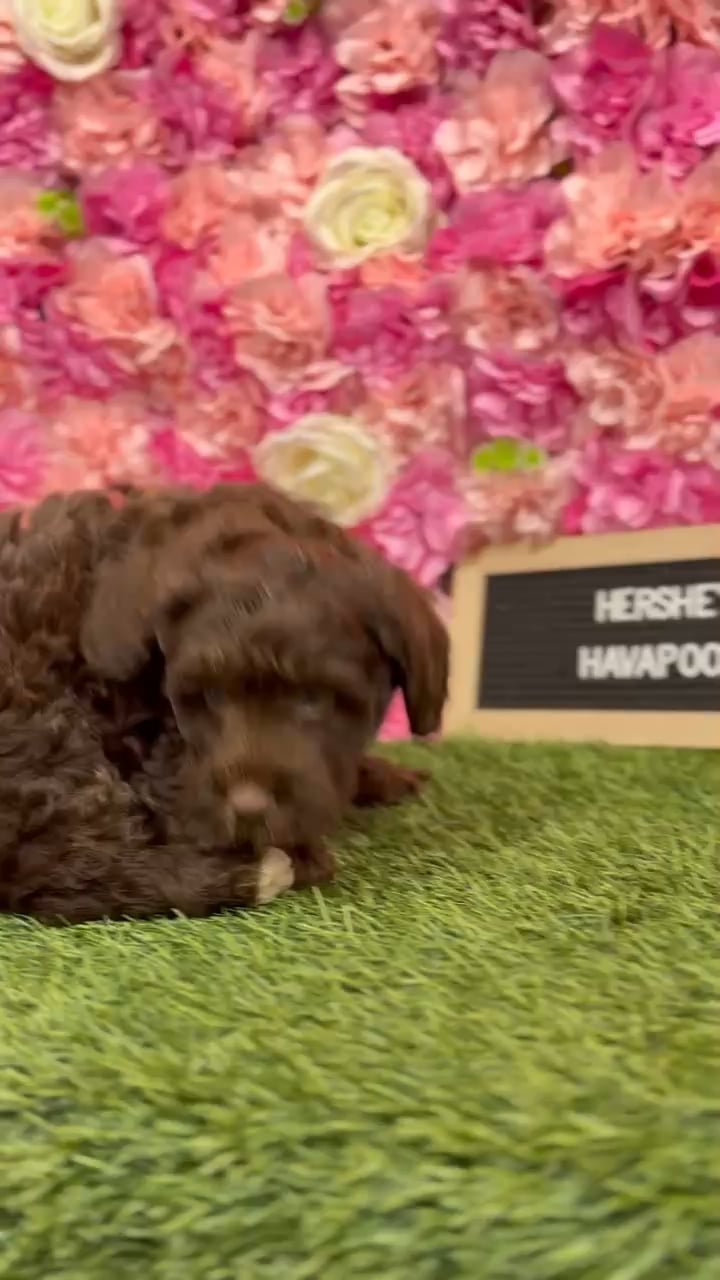 Male Havapoo puppy named Hershey for sale at Pet Express Braintree. video thumbnail