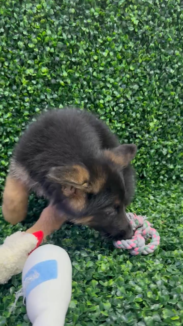 Male German Shepherd puppy named Tuna for sale at Puppy Dreams - Missouri City. video thumbnail