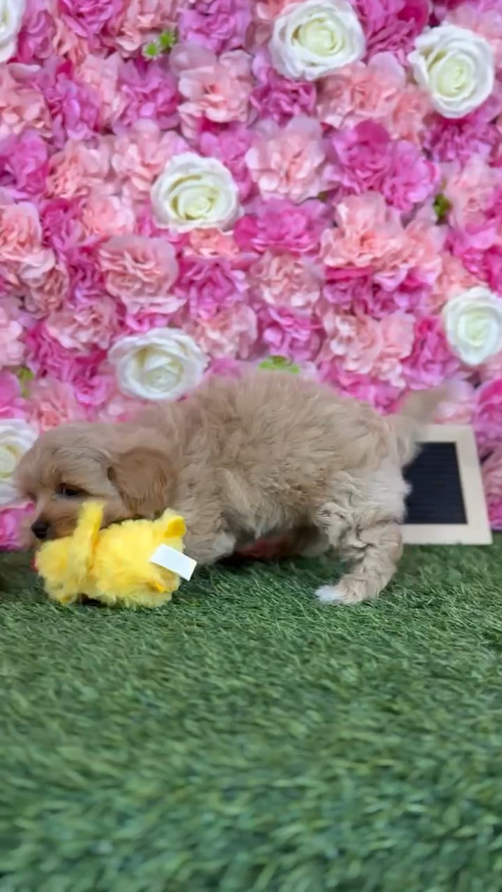 Male Shih-Poo puppy named Rolo for sale at Pet Express Braintree. video thumbnail
