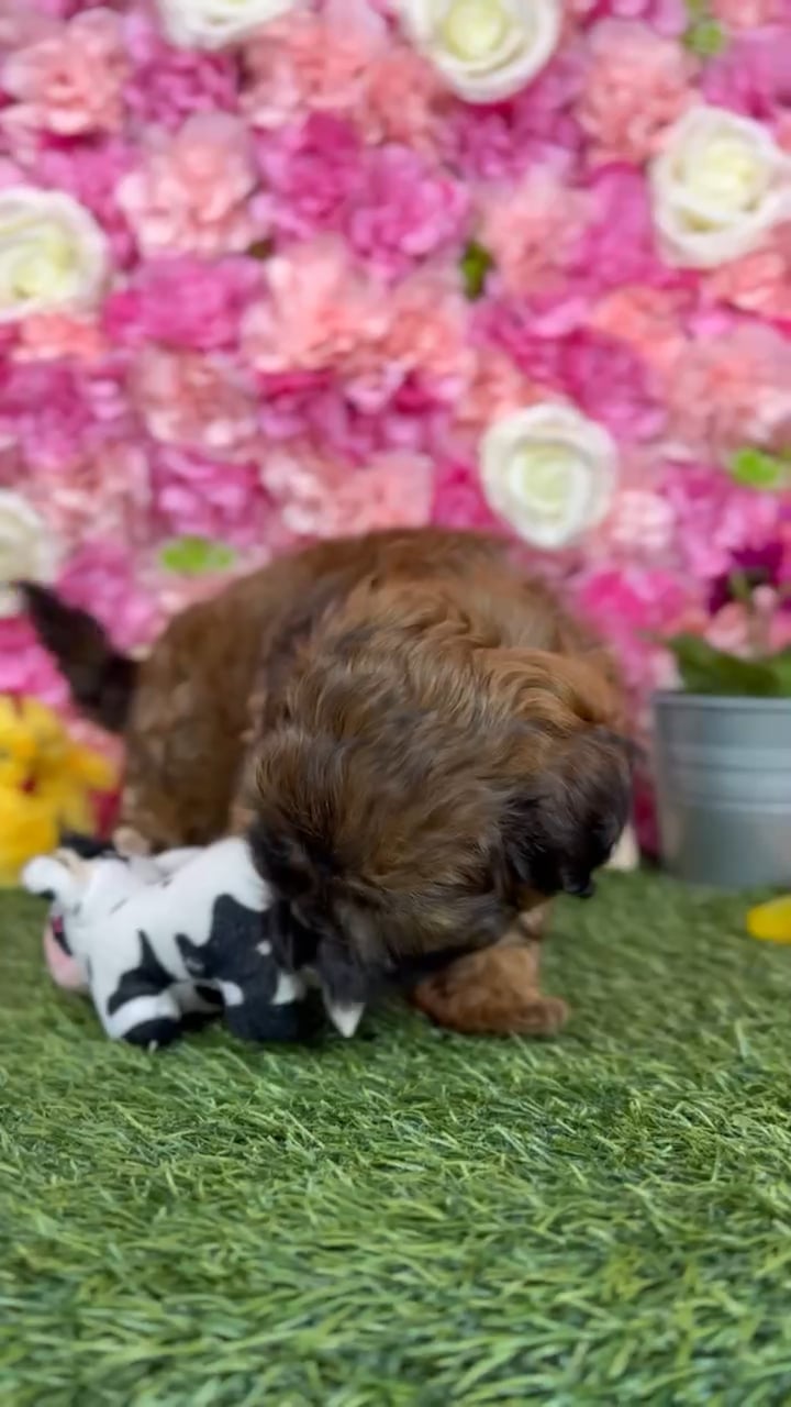 Male Shih-Poo puppy named Reese for sale at Pet Express Braintree. video thumbnail