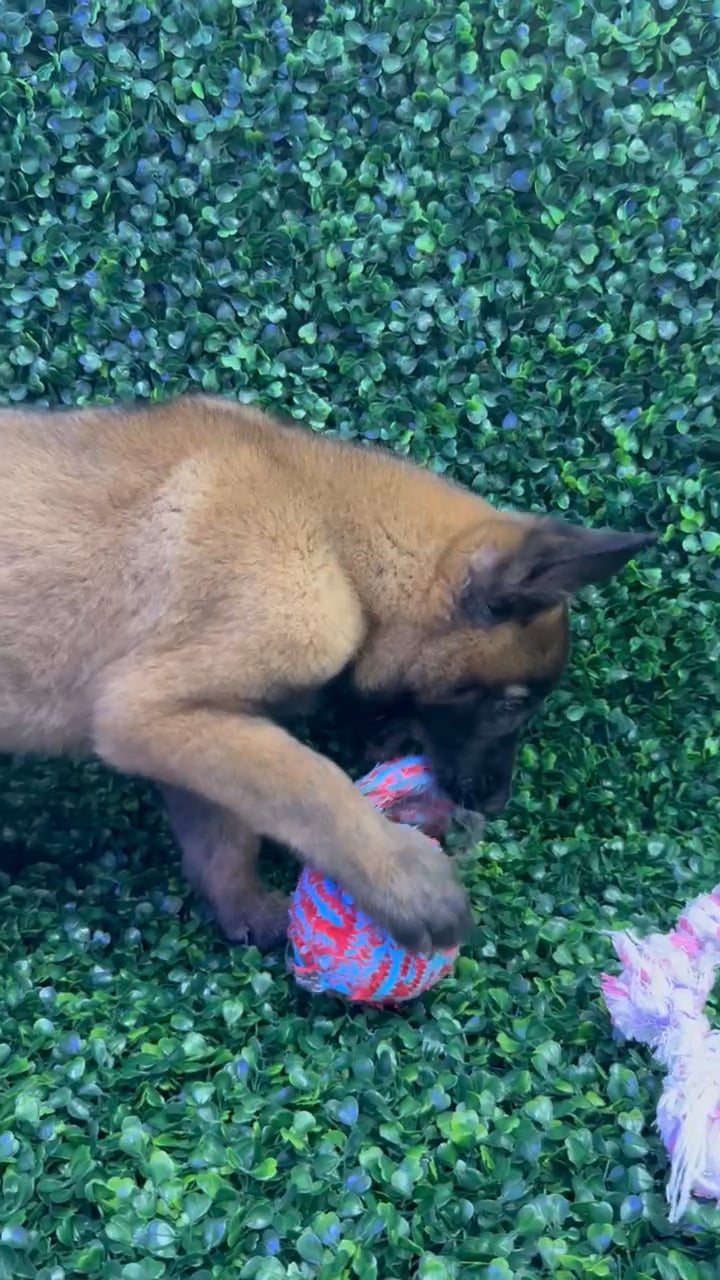 Male Belgian Malinois puppy named Espresso for sale at Puppy Dreams - Missouri City. video thumbnail
