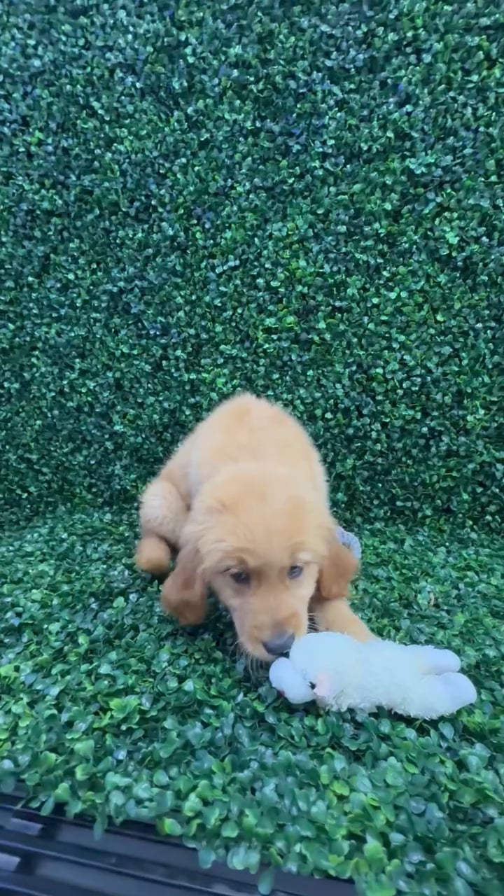 Female Golden Retriever puppy named Pickles for sale at Puppy Dreams - Missouri City. video thumbnail