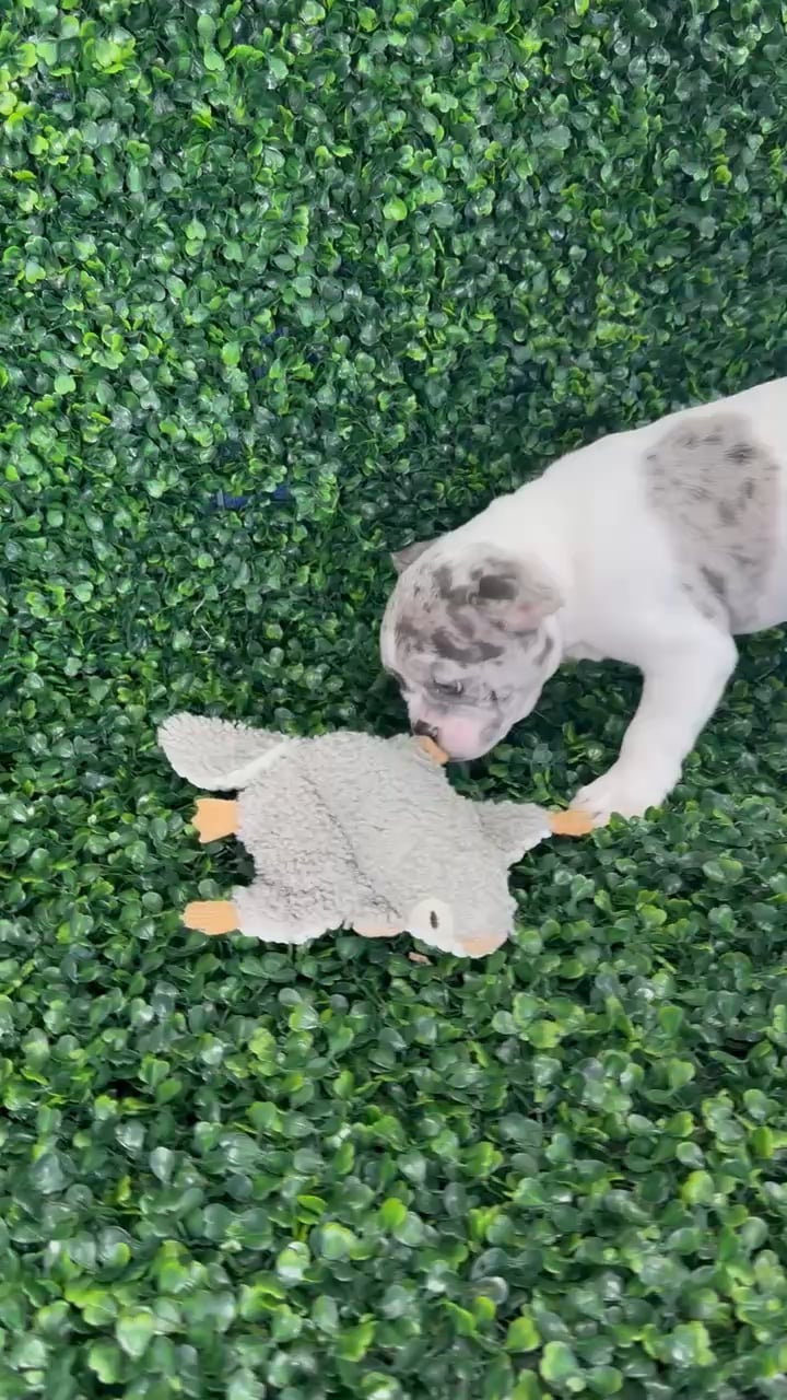 Male French Bulldog puppy named Chicken for sale at Puppy Dreams - Missouri City. video thumbnail