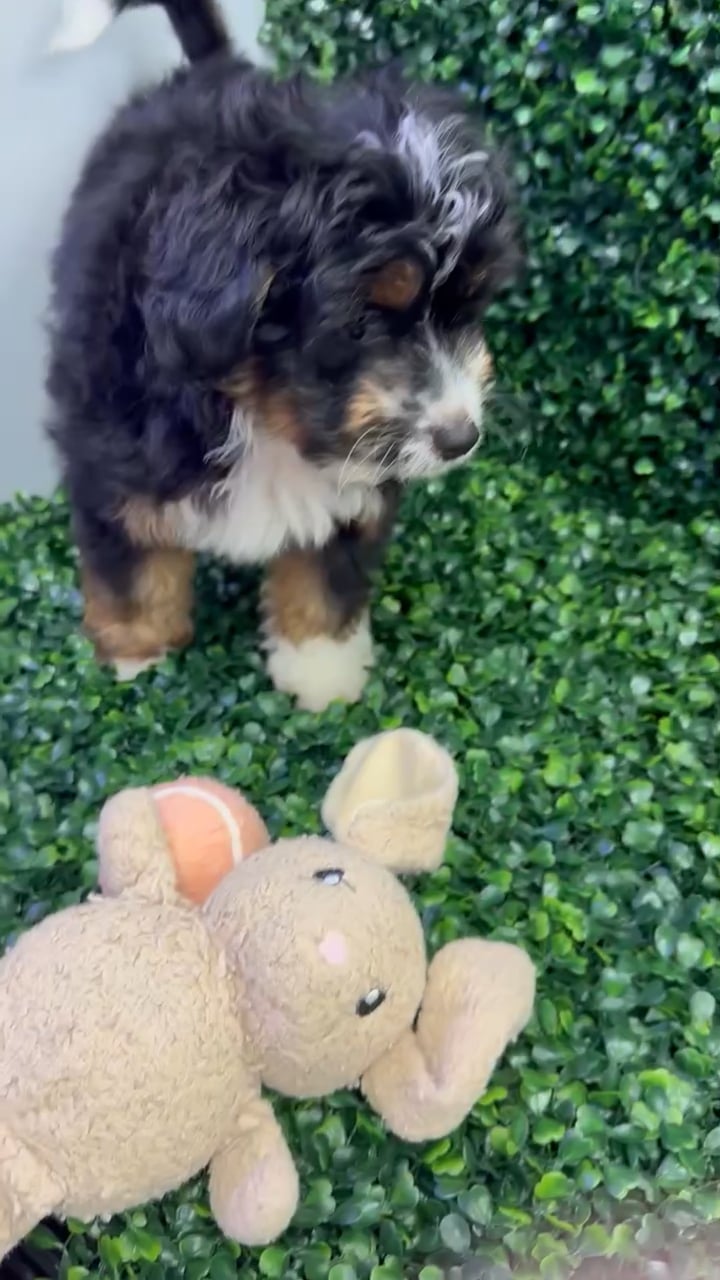 Male Aussie-Poo puppy named Nacho for sale at Puppy Dreams - Missouri City. video thumbnail
