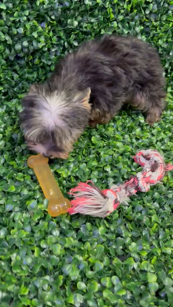Male Yorkie puppy named Cheerio for sale at Puppy Dreams - Missouri City. video thumbnail