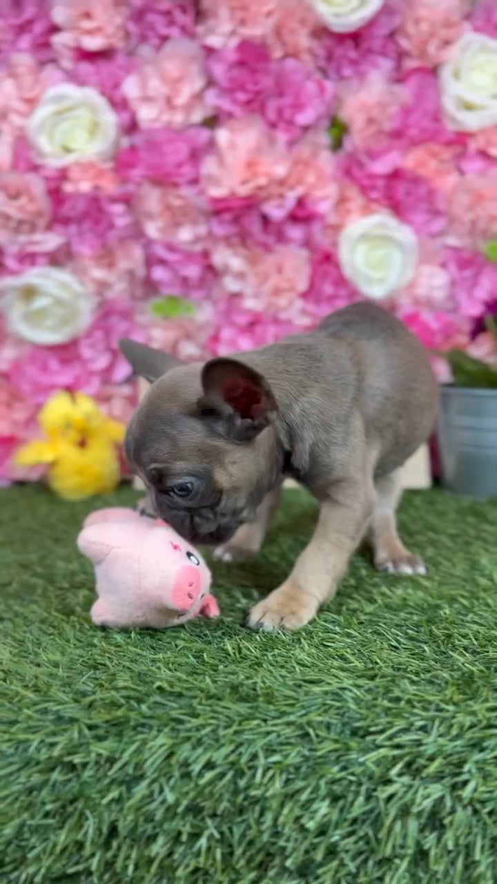 Female French Bulldog puppy named Tillie for sale at Pet Express Braintree. video thumbnail