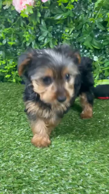 Male Morkie puppy named Comet for sale at Puppy Dreams - Katy. video thumbnail