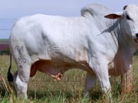Lote 65