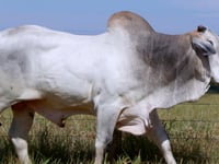 Lote 66