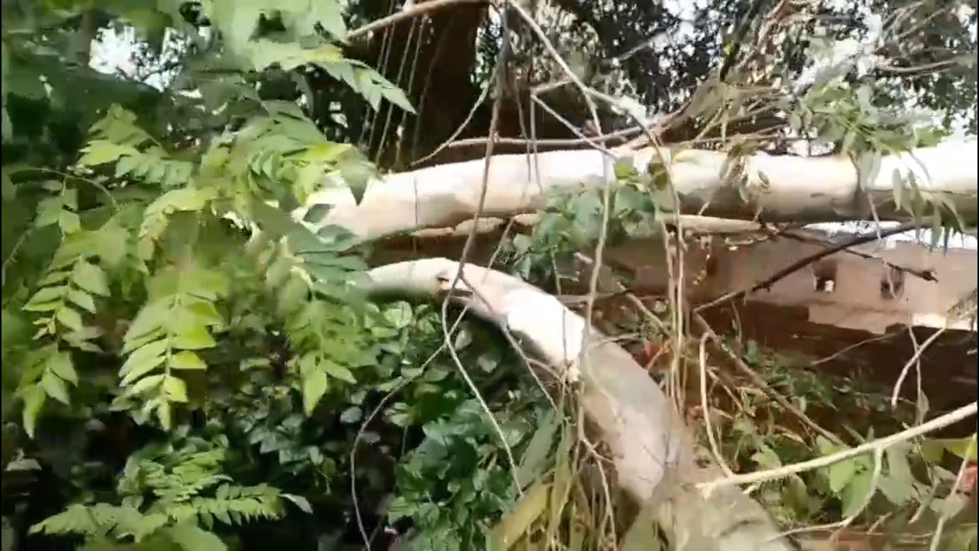 भैरोगंज बाजार में आए आंधी-तूफान से दो घरों का आशियाना हुआ क्षतिग्रस्त सरकार से मुआवजा एवं सड़क किनारे पेड़ कटाने की मांग