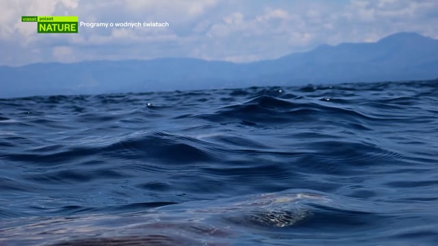 Ocean Worlds