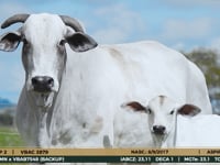 Lote ASP 02