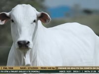 Lote 06