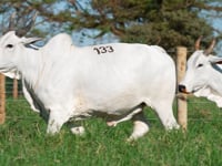 Lote 133