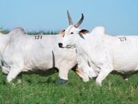 Lote 131