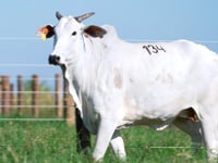 Lote 134