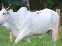 Lote 139