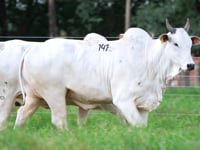 Lote 141