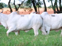 Lote 146