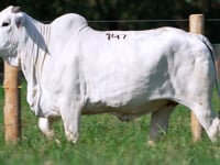 Lote 147