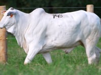 Lote 148