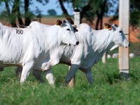 Lote 150