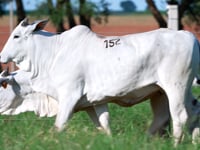 Lote 152