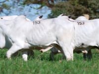 Lote 153