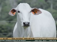 Lote 16