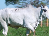 Lote 155