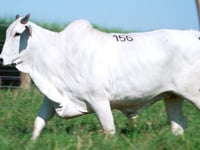 Lote 156