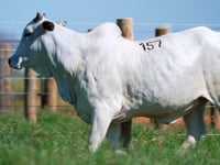 Lote 157