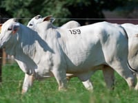 Lote 159