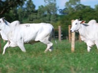 Lote 161